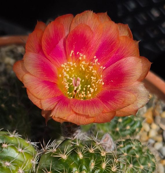 Lobivia arachnacantha
